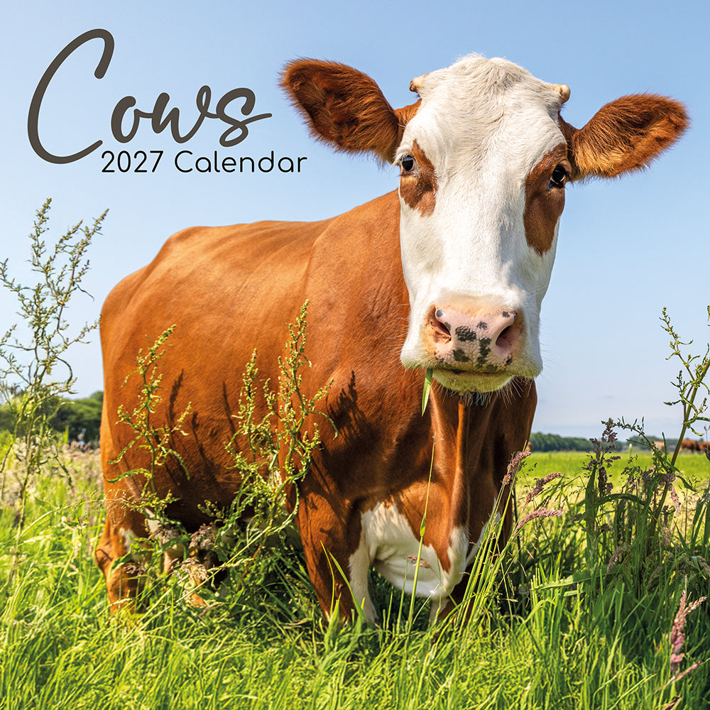 Gifted Stationery Calendar Cows 2027