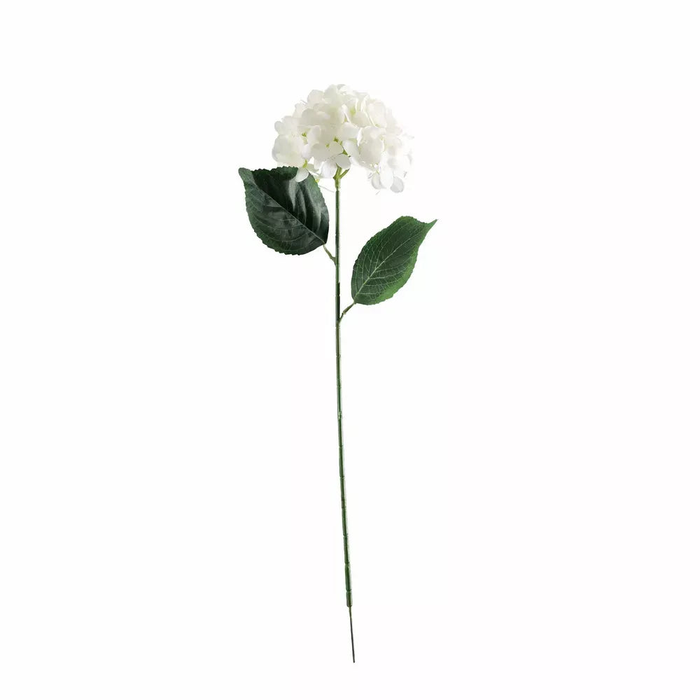 Hydrangea White