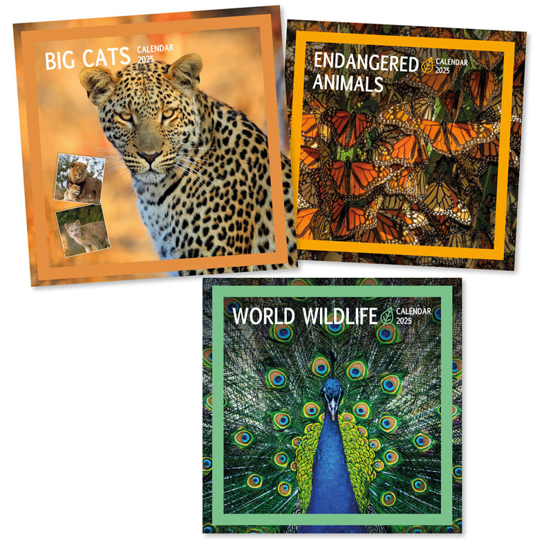 Calendar Square Animals & Wildlife 2027 12pk