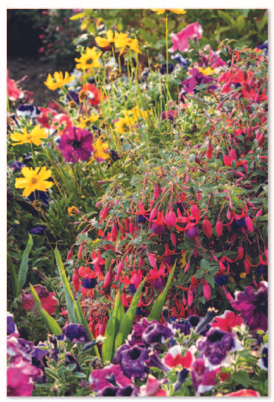 Simon Elvin C50 Birthday Assorted 12x6pk