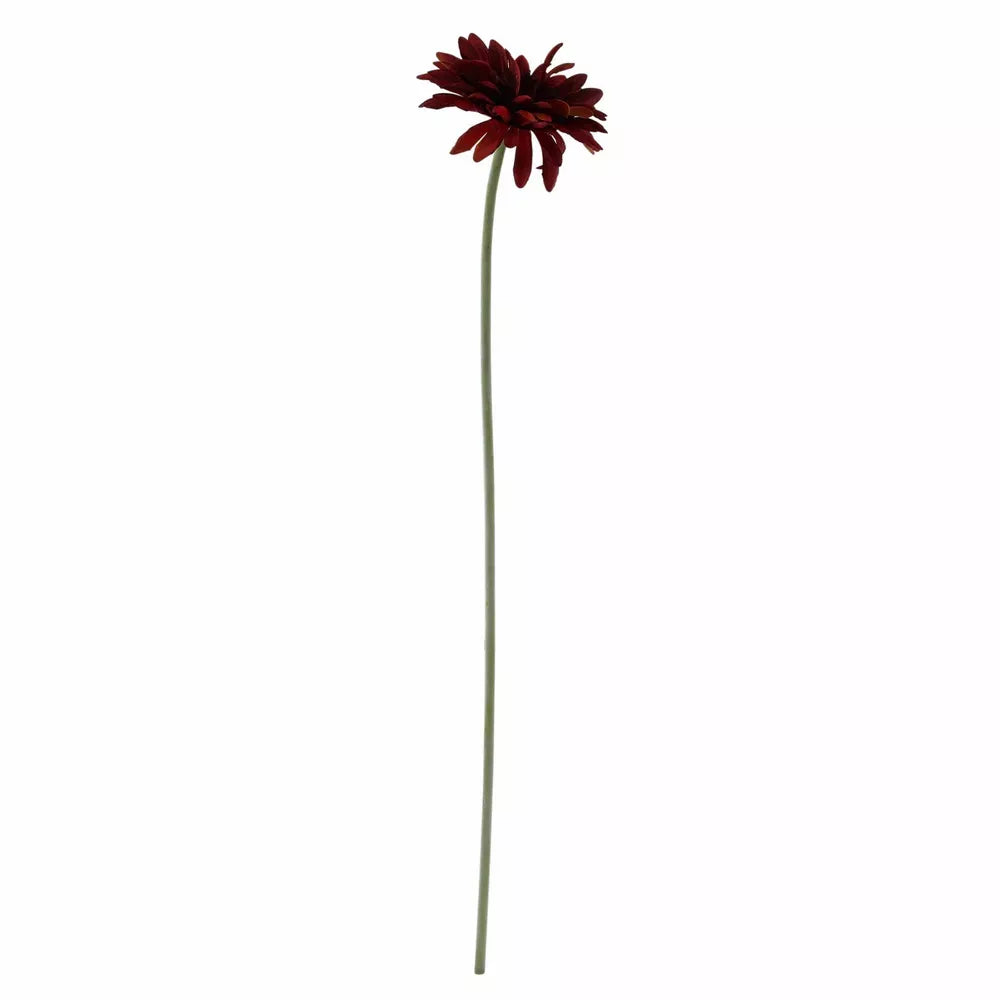 Gerbera Burgundy