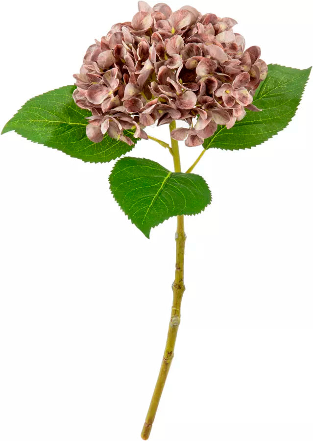 Eleganza Small Head Hydrangea Dusky Pink