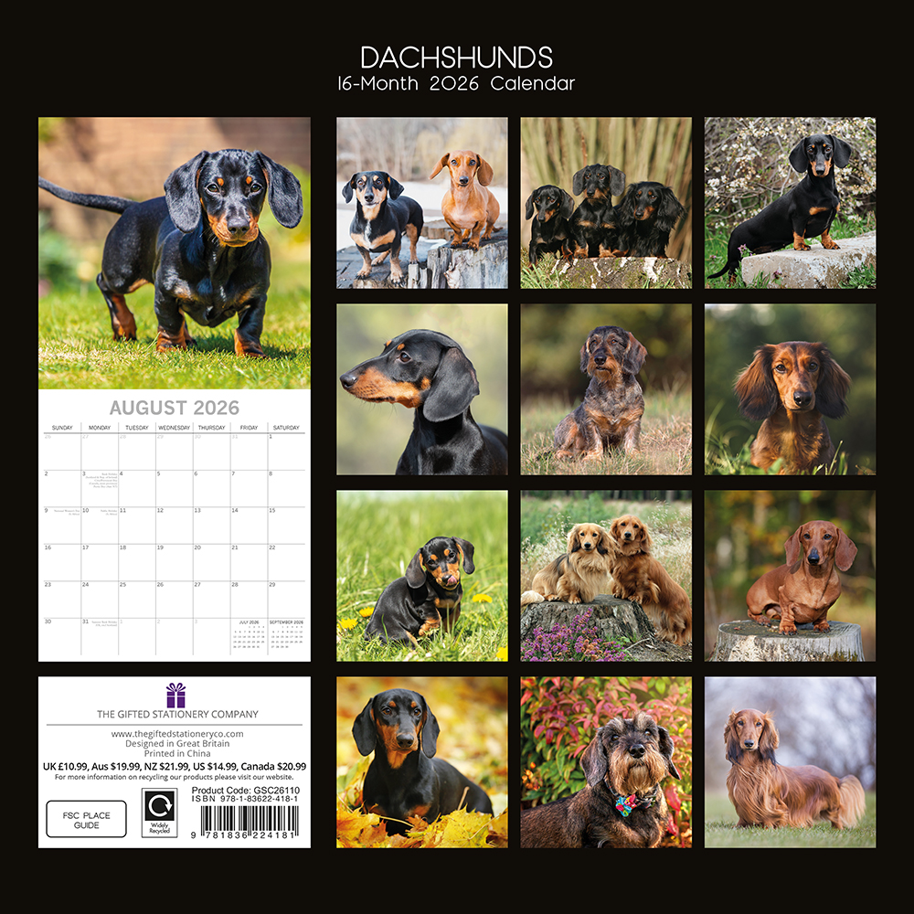 Gifted Stationery Calendar Dachshunds 2027