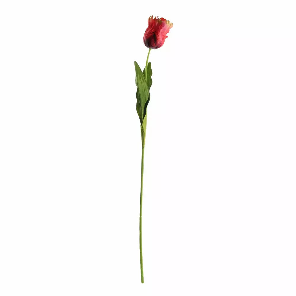 Parrot Tulip Red