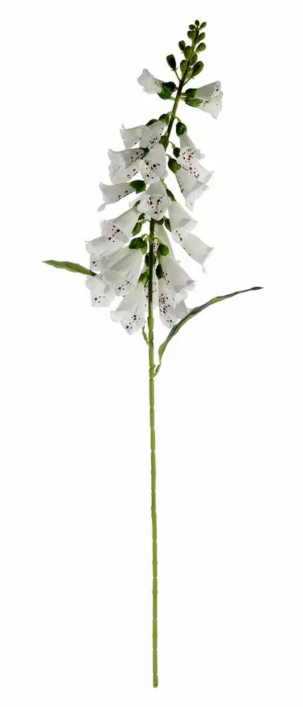 Foxglove White