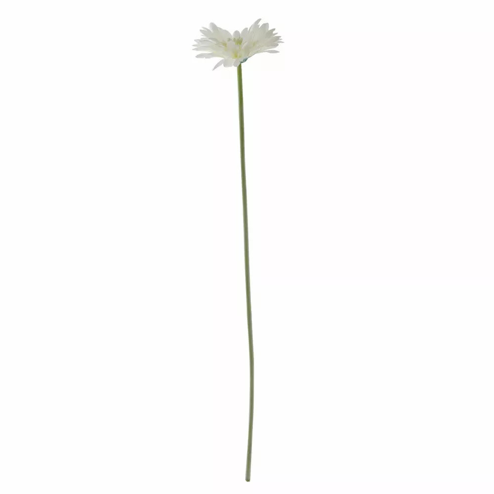 Gerbera White