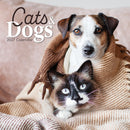 Gifted Stationery Calendar Cats & Dogs 2027