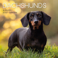 Gifted Stationery Calendar Dachshunds 2027