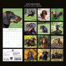 Gifted Stationery Calendar Dachshunds 2027