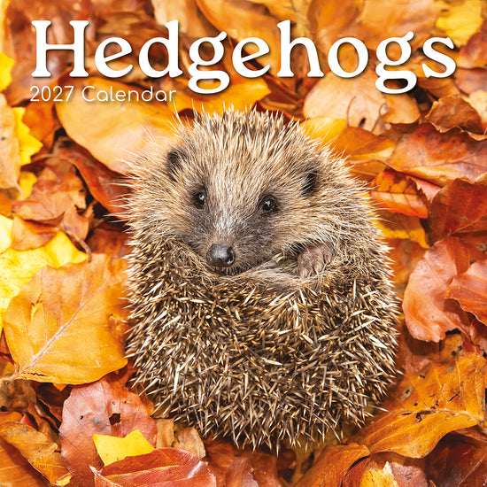 Gifted Stationery Calendar Hedgehogs 2027