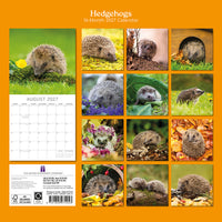 Gifted Stationery Calendar Hedgehogs 2027
