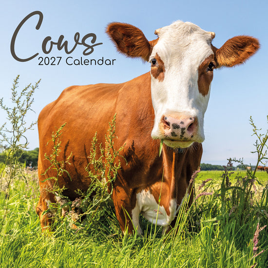 Gifted Stationery Calendar Cows 2027