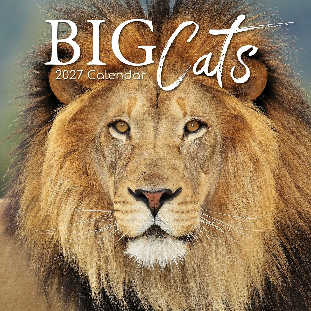 Gifted Stationery Calendar Big Cats 2027