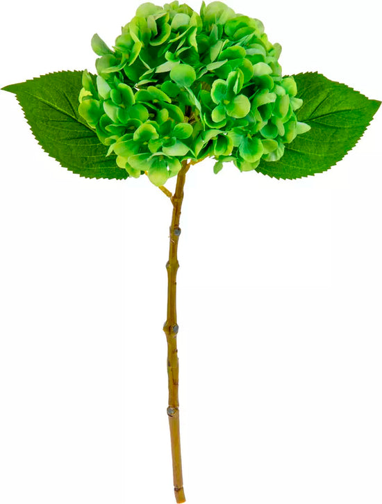 Eleganza Small Head Hydrangea Lime Green