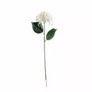 Hydrangea White