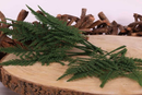 Green Fern Leaves 12pk