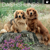 Gifted Stationery Calendar Dachshunds 2027