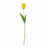 Parrot Tulip Yellow
