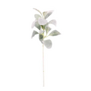 Green Lambs Ear Leaf Short Stem