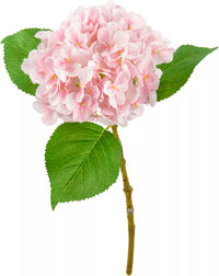 Eleganza Small Head Hydrangea Light Pink