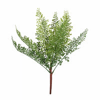 Dainty Fern