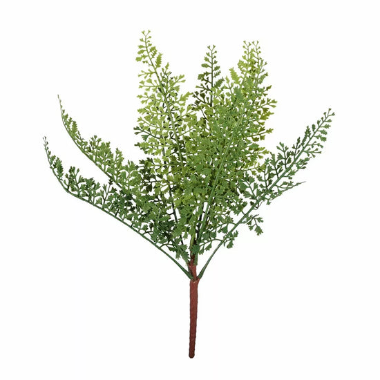Dainty Fern