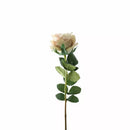 Garden Rose Vintage Ivory