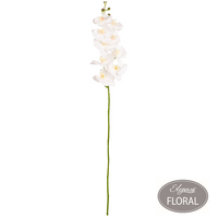 Eleganza White Phaleonopsis Orchid Stem