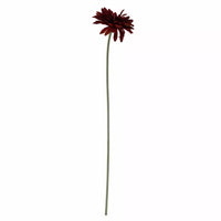 Gerbera Burgundy