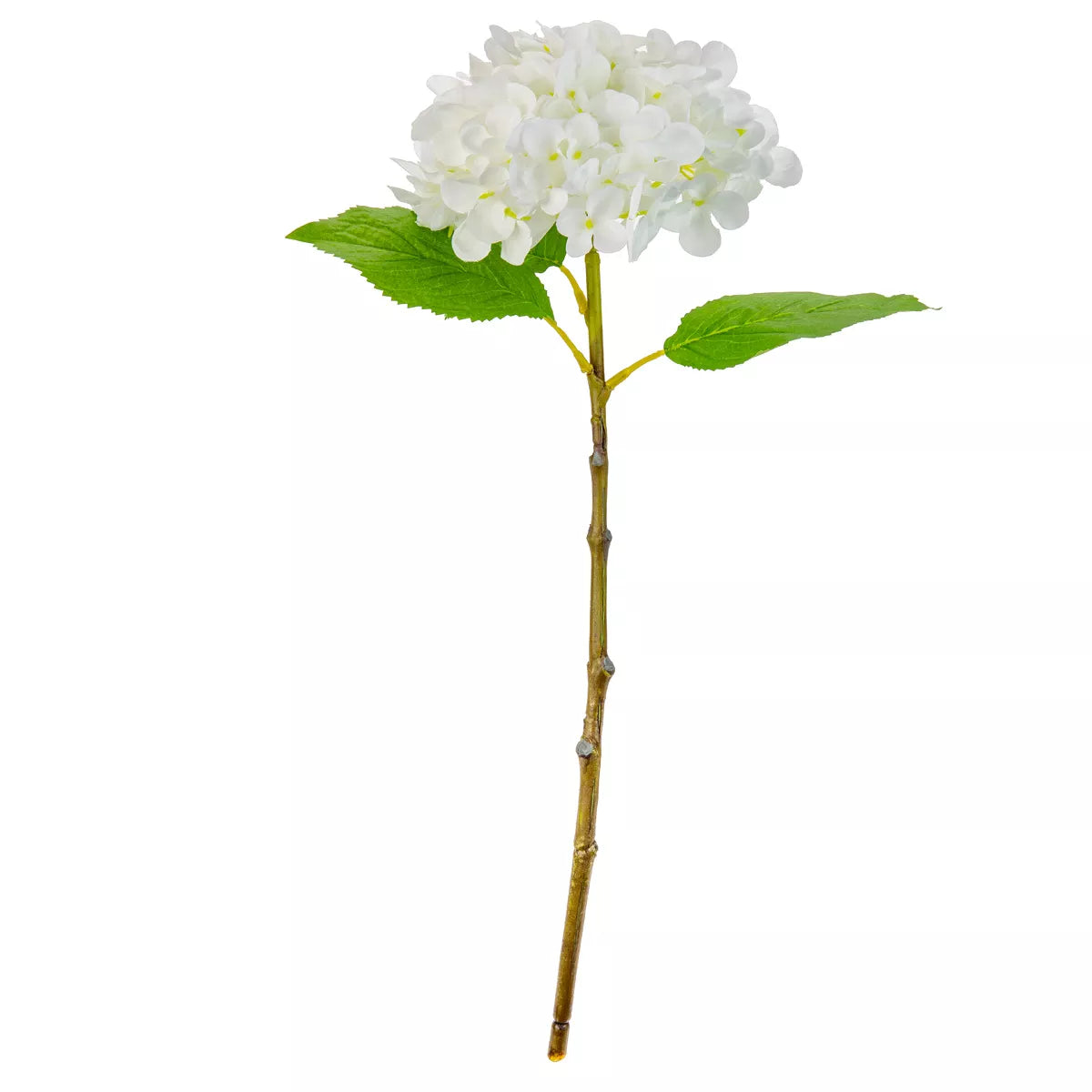 Eleganza Small Head Hydrangea Pure White
