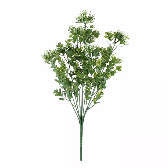 Sedum Bush White