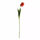 Parrot Tulip Orange
