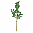 Hard Ruscus Green