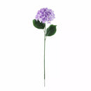 Hydrangea Lavender