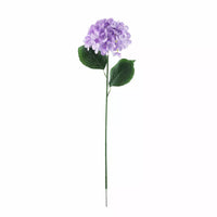 Hydrangea Lavender