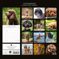 Gifted Stationery Calendar Cockapoos 2027