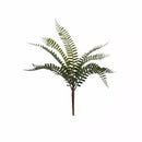 Fern Plant
