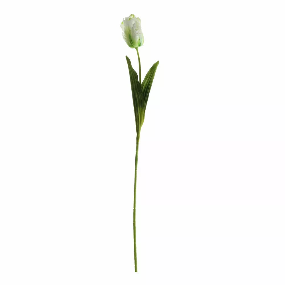 Parrot Tulip Cream