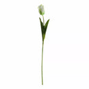 Parrot Tulip Cream
