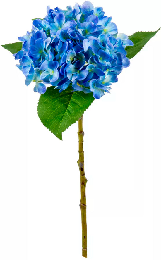 Eleganza Small Head Hydrangea Blue