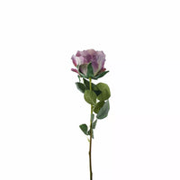 Garden Rose Vintage Lilac