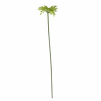 Gerbera Green