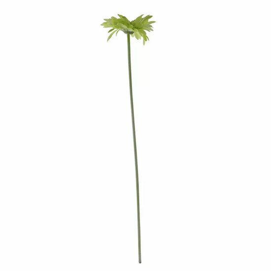 Gerbera Green