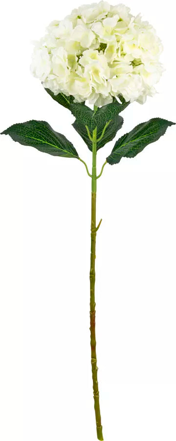 Eleganza Large Head Hydrangea Cream