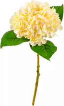 Eleganza Small Head Hydrangea Cream/Pink