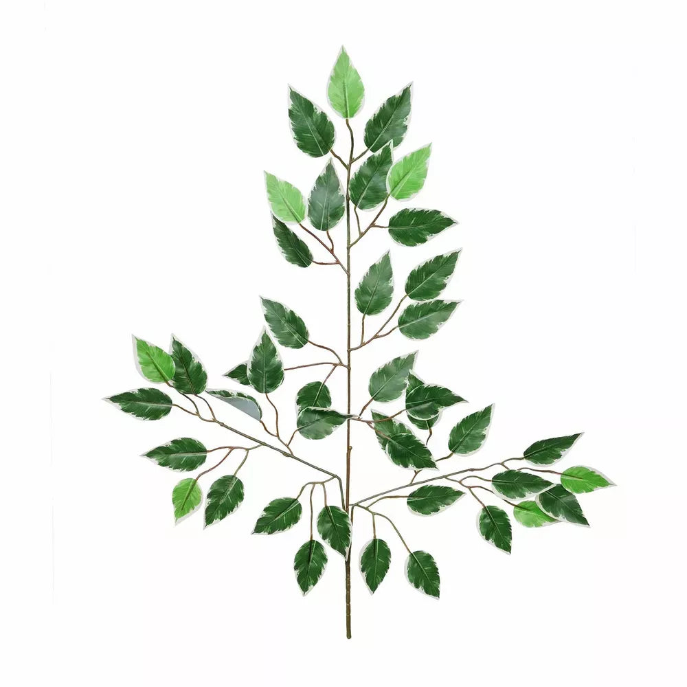 Ficus Variagated