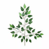 Ficus Variagated