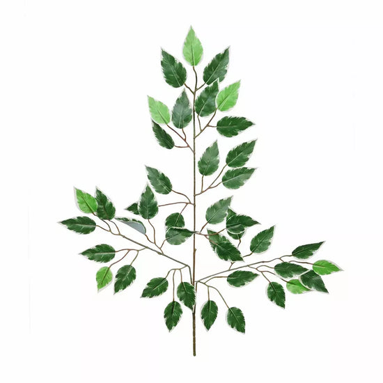 Ficus Variagated