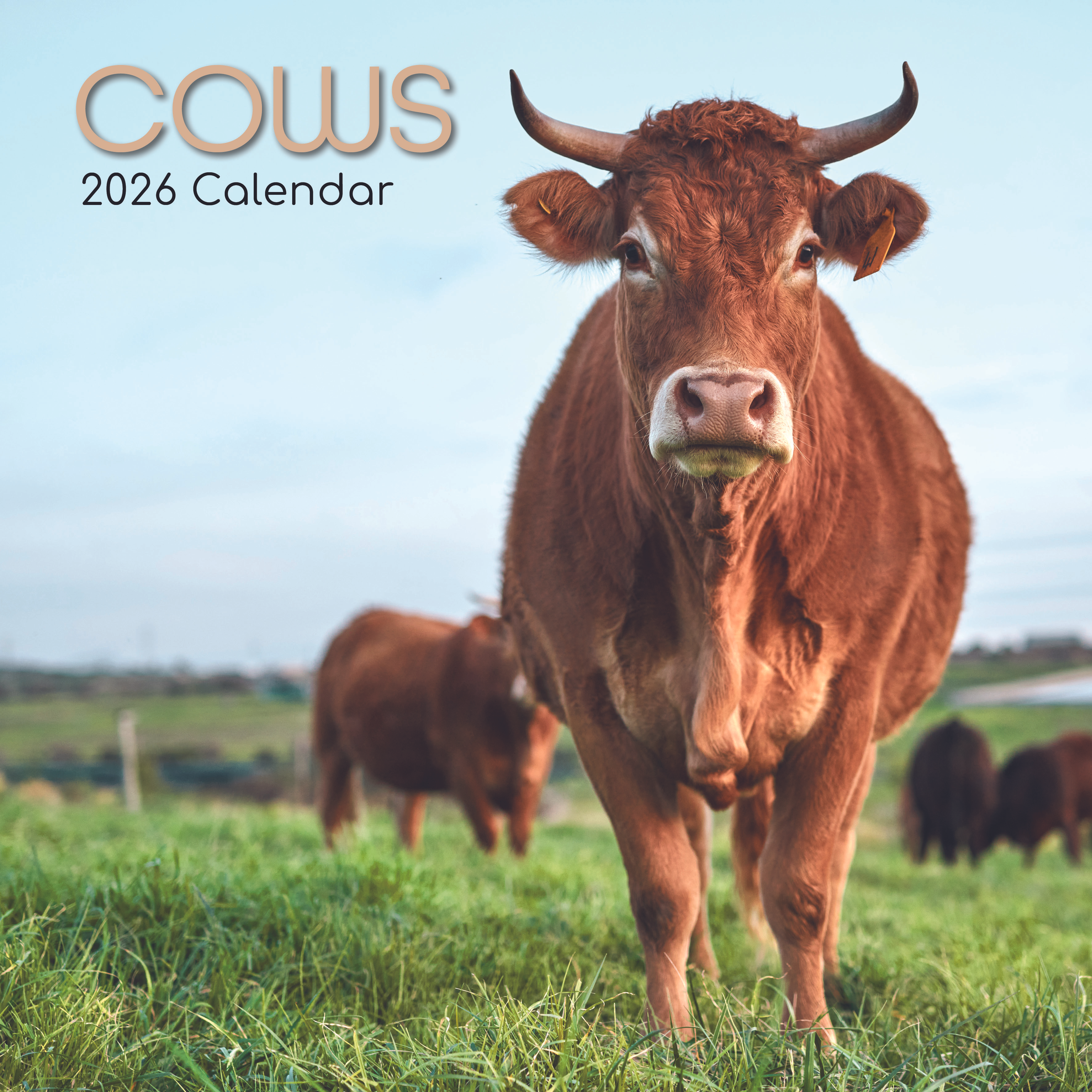 Gifted Stationery Calendar Cows 2027