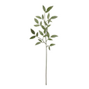 Ruscus Spray Leaves 74cm